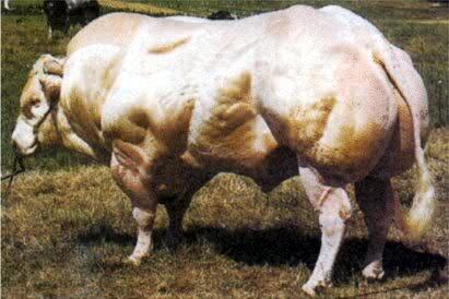 Learn Why Belgian Blue Cattle are Victims, Not Monsters