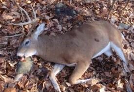 CharliePlatte's tweet photo. Walking up on a buck like this #bestfeelingever http://t.co/R8hHRLBgdZ
