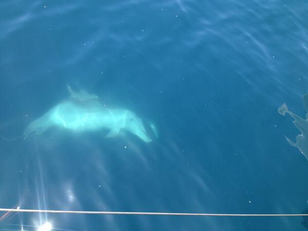 PummBarcelona's tweet photo. Dolfins al mediterrani a l'aventura PUMM http://t.co/xj91CJfXRV