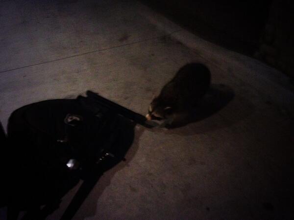 Rocky Raccoon, comin out of the loom, freaking the shit outta Robby..