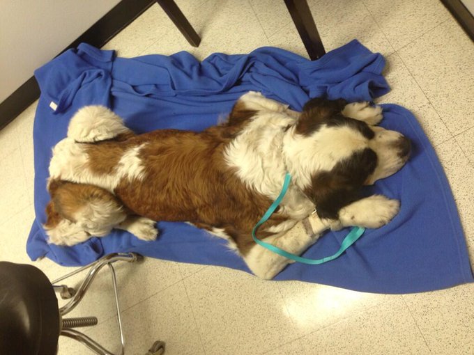 Chelsea made it through surgery and will be ok. Have a great night everyone :) http://t.co/VFuEy0q5O