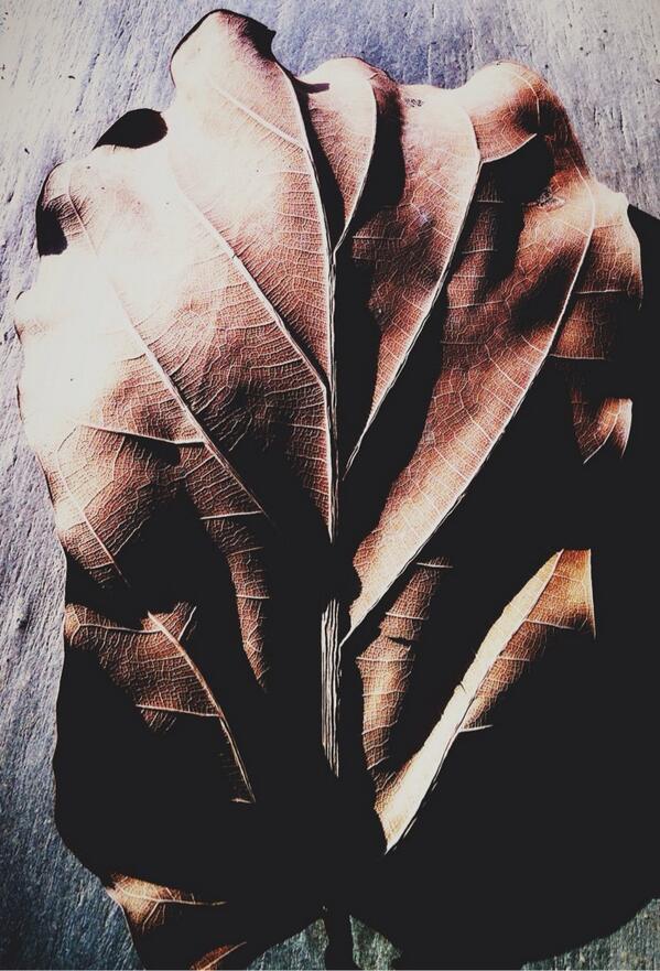ARAVARASA's tweet photo. Life like a leaf. #takenbyiphone http://t.co/QPojGwY5W9