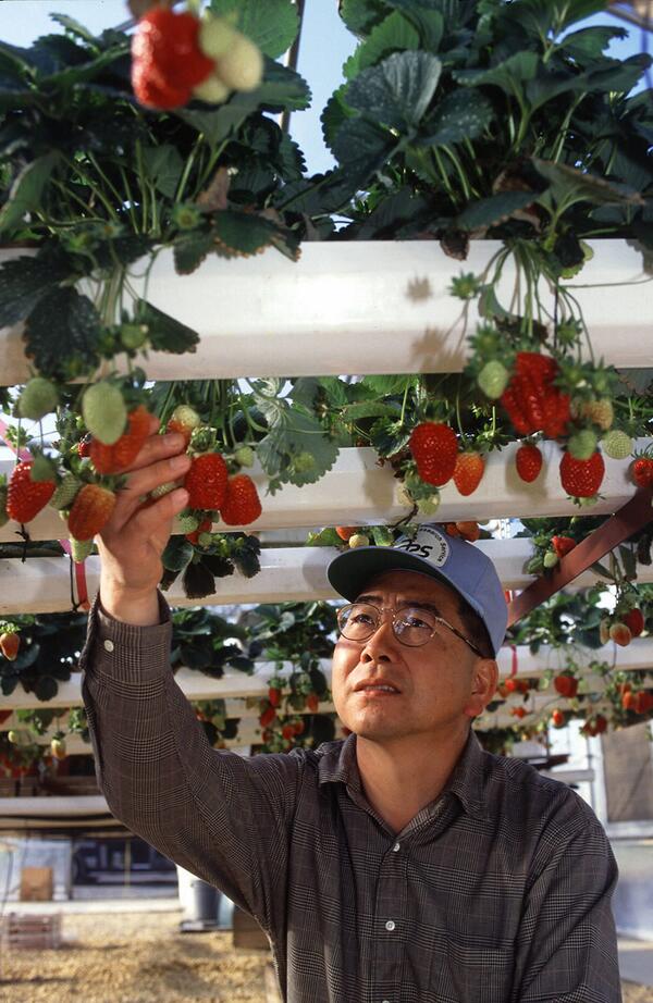 OMNOMNOM...Fresh, safe strawberries for me! 
#goodfood #hydroponics