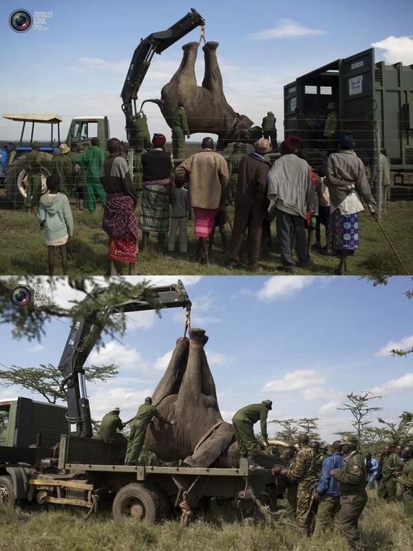 graaeb's tweet image. نقل فيل مخدر في كينيا خلال عملية إعادة التوطين للفيله في المنطقه !

#غرائب_وعجائب_وصور
