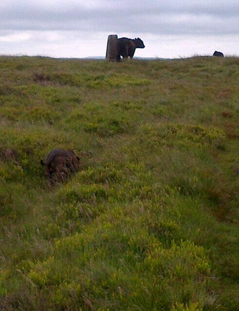 welshdenise1971's tweet photo. @mamadragonz I want to go to the trig point!! http://t.co/A1zHTRnWPG
