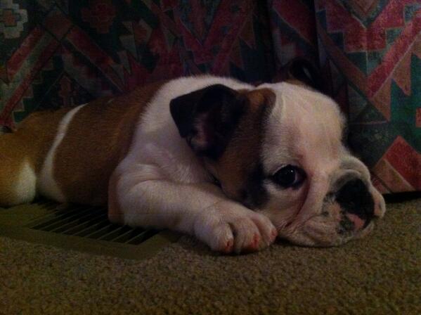 LJay_4's tweet photo. Soo cuuuute #lovingpuppies http://t.co/OV5ka1m2SH