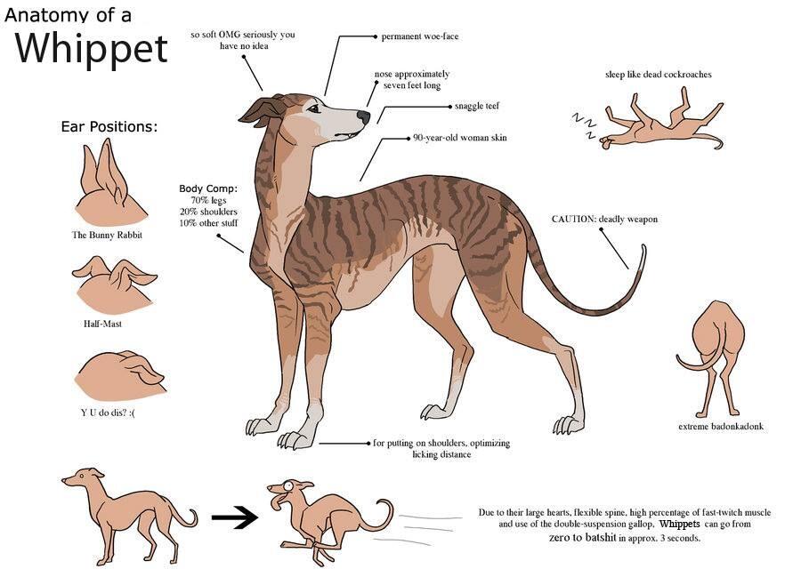 Whippet stuff top