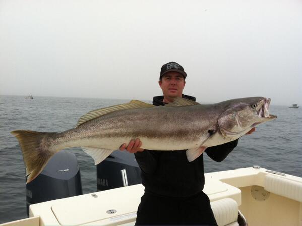 SeasonsFishing's tweet photo. What do you do on your day off from fishing?  You go fishing......!! Book your trip now!! #whiteseabass #sportfishing http://t.co/V3OAFsLzBt