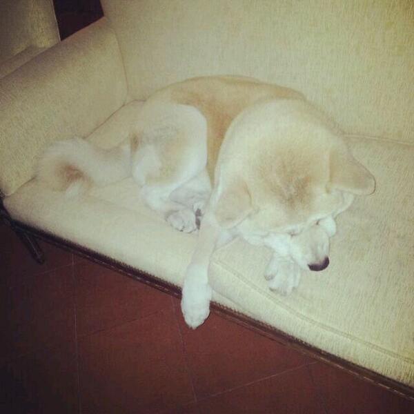 franbarilati's tweet photo. Perro y camaleon http://t.co/T9ghnlvl6d
