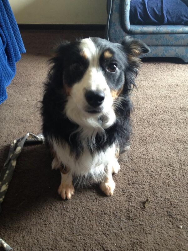 getting_help's tweet image. The orange tinge to Maisie&apos;s paws tells me she&apos;s been upto something....