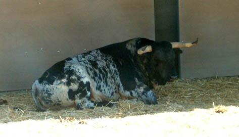 torosMadrid's tweet photo. Toro Burraco o salpicado http://t.co/FjlHZ6nUyf