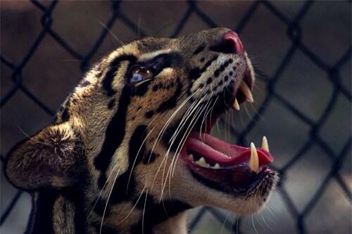 _MaterialGuys's tweet photo. I would have this as a pet http://t.co/sYrpPvCj42