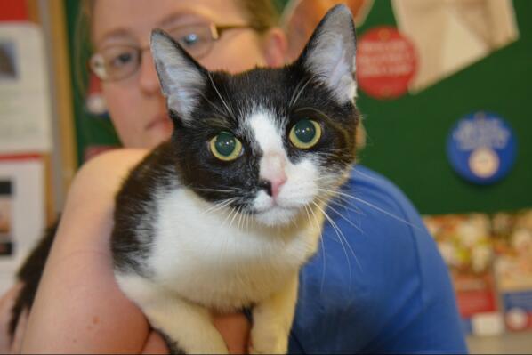 CharterVets's tweet photo. Socks needs a new home! Very friendly, great with children, dogs and other cats. 10mths old. Interested? 01782513077 http://t.co/Lj8EGQ3wzj