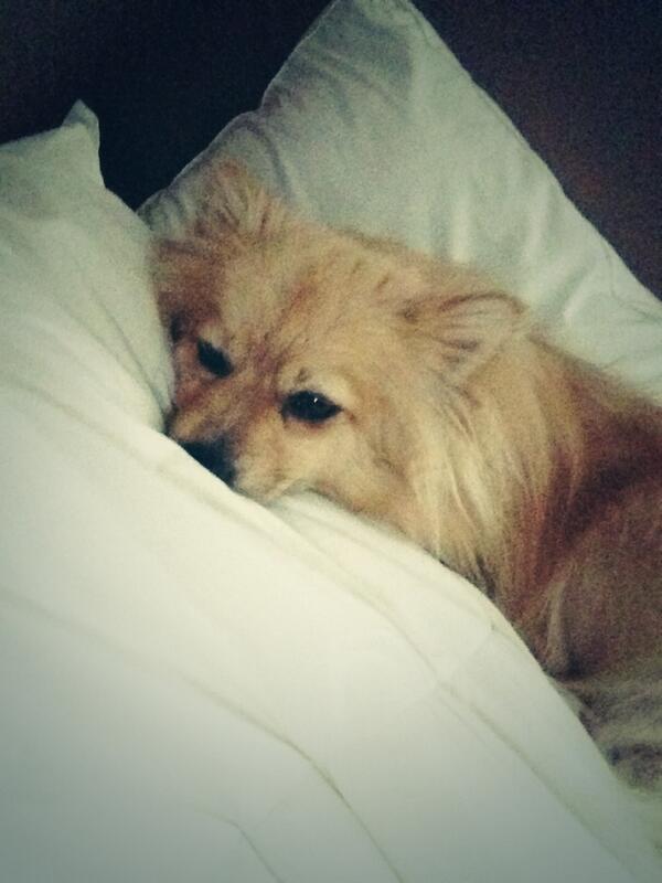 I love Cajj #babydinosaurs