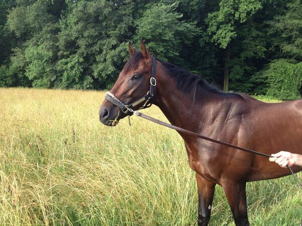 I'm having a great time at Fair Hill Training Center- it's beautiful here!