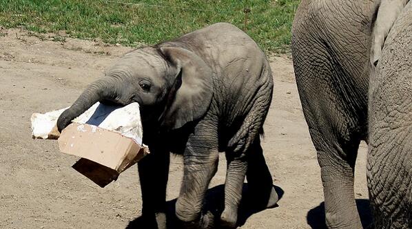 FOX59's tweet image. Happy Birthday to Nyah the elephant, who celebrated her first birthday @IndianapolisZoo today bit.ly/19IbBHQ