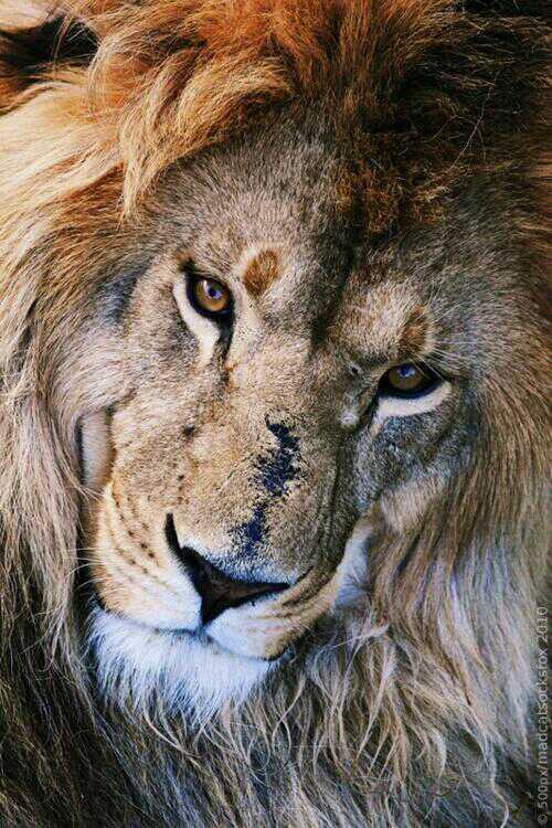 RubyTheWolf1501's tweet image. @DangerousWitch2 @ZEROthewarlord Confidence can often confuse that sense. But, I suppose I'll join this bit of fun.