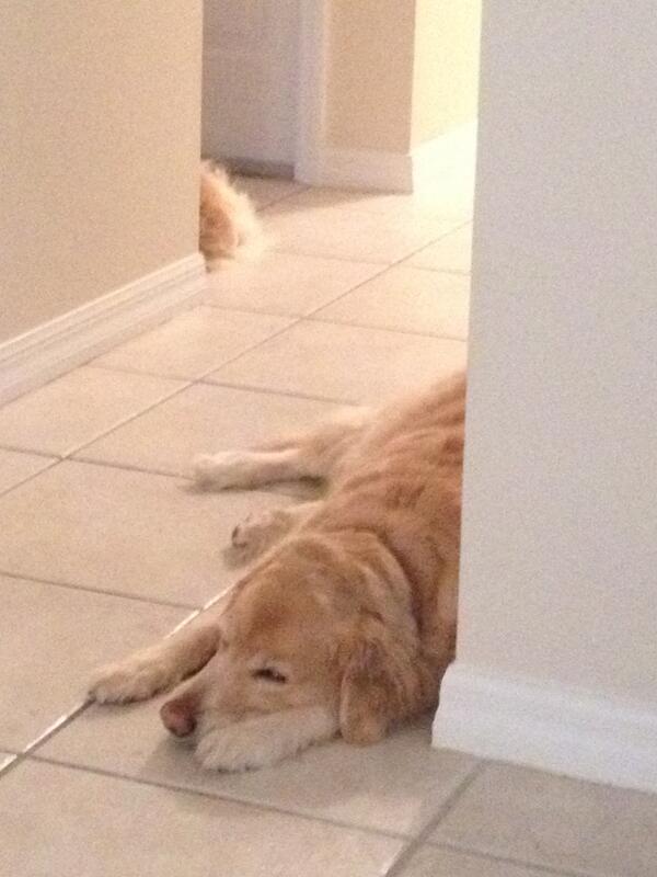 VSublet's tweet image. 