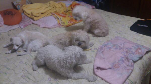 DakyTisha's tweet photo. Y la familia creció :-) ¡ya somos 4! http://t.co/Ii3FsoSWJm