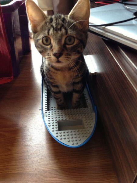 catpic_album's tweet photo. いざ、出航です http://t.co/4zWKUQ9Kx2
