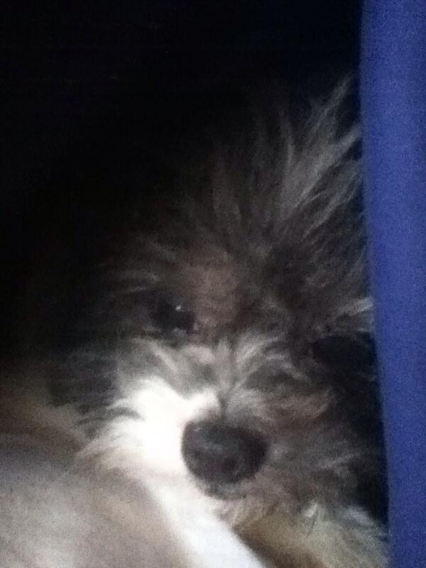 ClarkAcademyRP's tweet photo. The dog has woken up http://t.co/mhX8oS5yOr