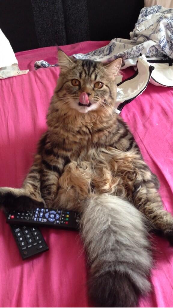 vicaandersson's tweet photo. Skön katt http://t.co/8fGOFLIXIm