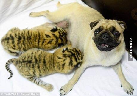 anapsalazar's tweet photo. Pug raising abandoned tiger cubs after mother abandoned them http://t.co/BCKCnr9q4p  @andres_psr http://t.co/HyAMTNkoEj