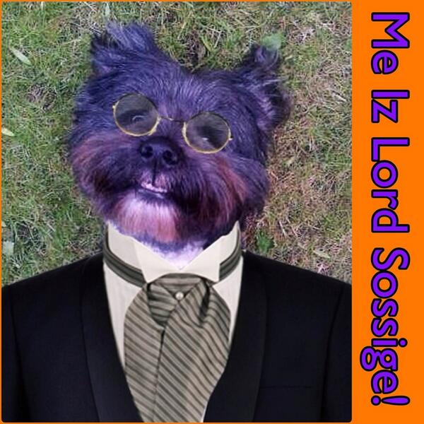 harveycusick's tweet image. #DogApprentice is you all ready?