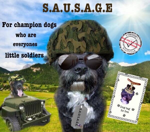 ChihuaWanda's tweet image. @harveycusick  Team Amigos #DogApprentice