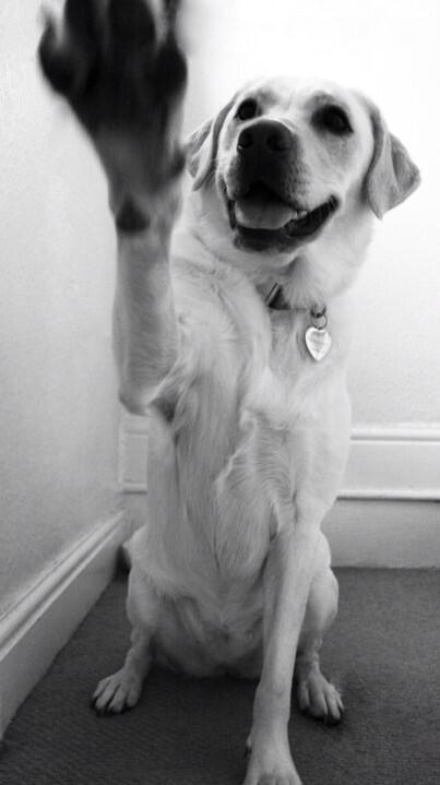 Rubitadogita's tweet image. @SammyTheBoxer @MistyTheCollie #DogApprentice I'll second that!