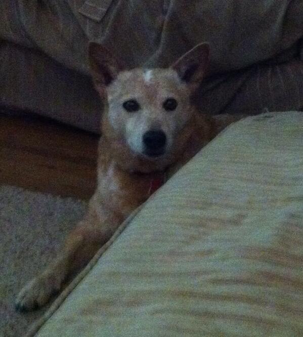 RompingDogs's tweet image. &quot;You&apos;re gonna be on the computer all day again, aren&apos;t you?&quot; #sparcs2013