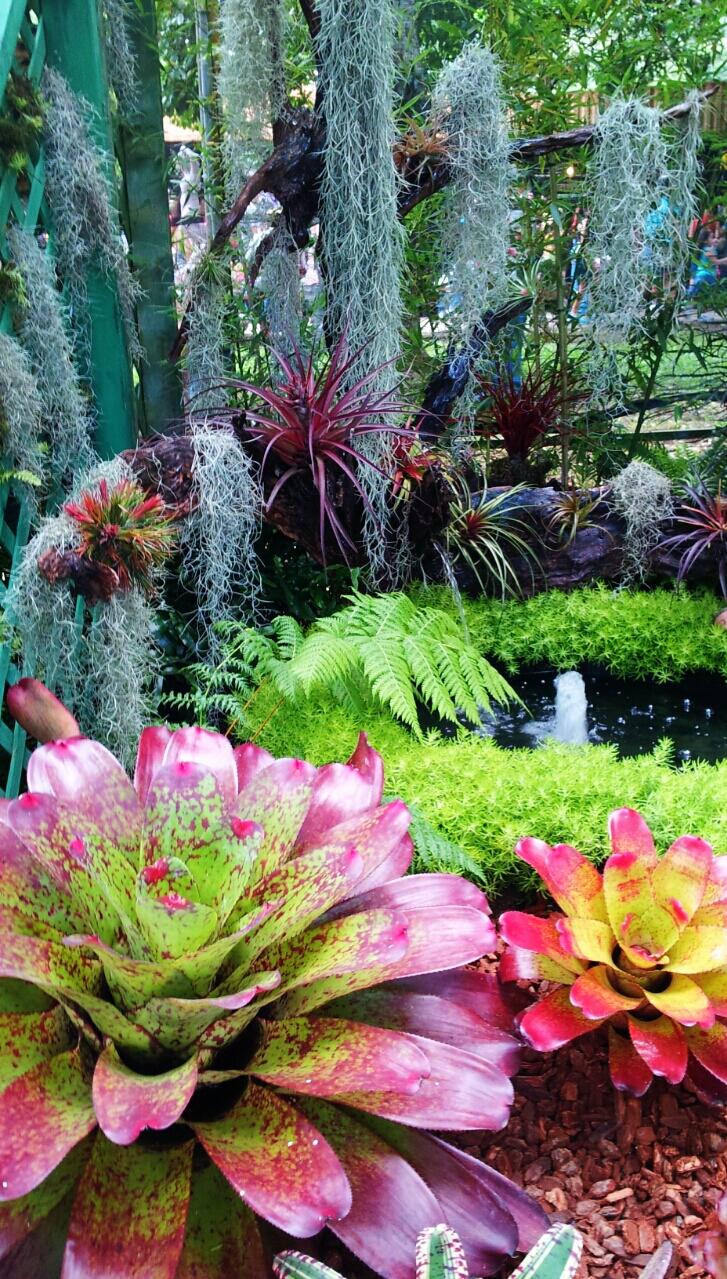 Agricultura Aumentar sostén La Perla del Sur on Twitter: "FESTIVAL DE LAS FLORES: Espectacular jardín de bromelias, entre los más fotografiados @miprv @Aves_PuertoRico http://t.co/WNygPKA7YY" / Twitter Agricultura Aumentar sostén La Perla del Sur on Twitter: "FESTIVAL DE LAS FLORES: Espectacular jardín de bromelias, entre los más fotografiados @miprv @Aves_PuertoRico http://t.co/WNygPKA7YY" / Twitter
