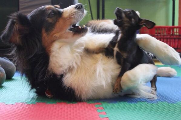 WonderDogllc's tweet image. Spicy and Levi playing #SPARCS2013