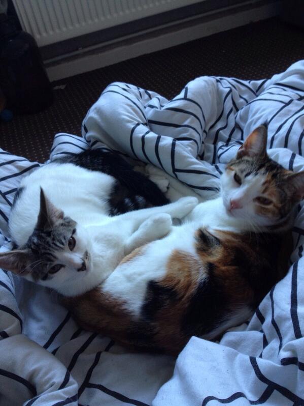 kk_cornflake's tweet image. Not entirely sure Cookie and Monster are enjoying the conference as much as I am! #SPARCS2013