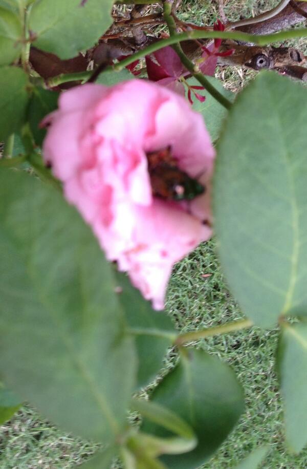 JayTrustingGod's tweet image. "Ladies and gentleman, the beetles, I wanna eat your plants, I wanna eat your plaaa ants, I'm gonna eat your plants"