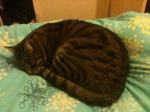 Life_of_Stumpy's tweet image. We have a visitor tonight :-) Ollie sleeping on the big bed #sleepover