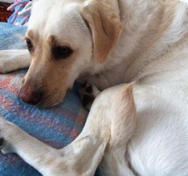 Rubitadogita's tweet image. @SpanielHarry @ChihuaWanda @CharlieMaxiJ @SammyTheBoxer @MShihtzu eek #DogApprentice