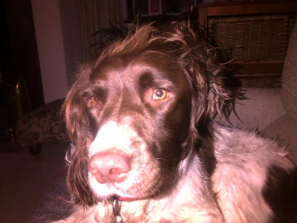 SpanielHarry's tweet image. I so decking stressed #dogapprentice