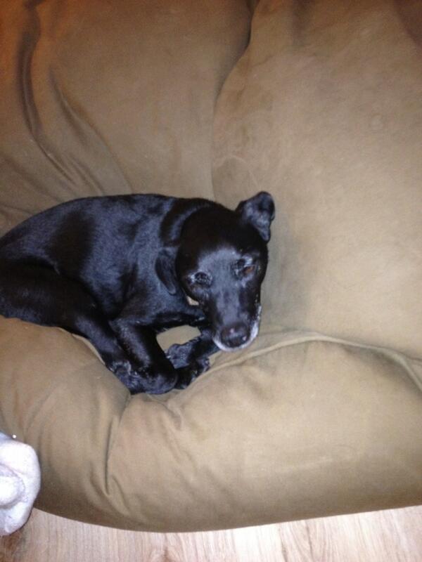 RevEveRose's tweet image. #DogApprentice. O no only just came on twitter and rupert is fired already for not leaving his beanbag