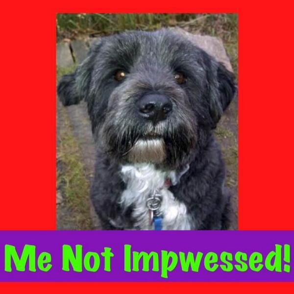 harveycusick's tweet image. #DogApprentice @MShihtzu maisie yoo feckin fired