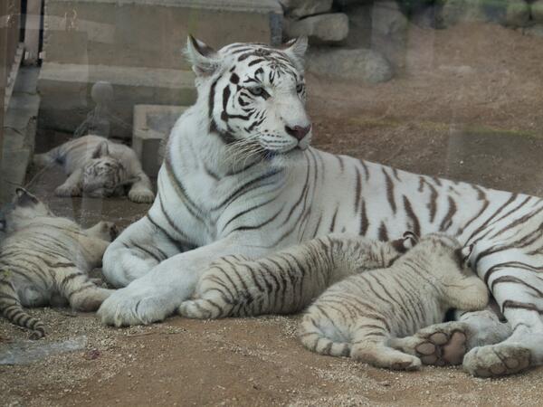 ホワイトタイガーの子どもたち 13年春 東武動物公園 Togetter