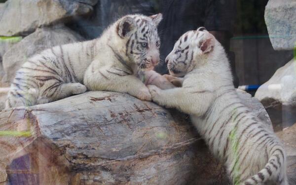 ホワイトタイガーの子どもたち 13年春 東武動物公園 Togetter