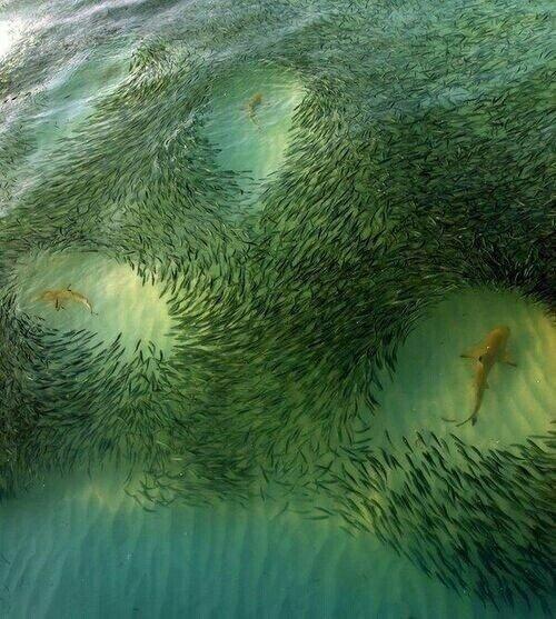 NaturPictures's tweet photo. Peces y tiburones http://t.co/P9dZrlJH6l