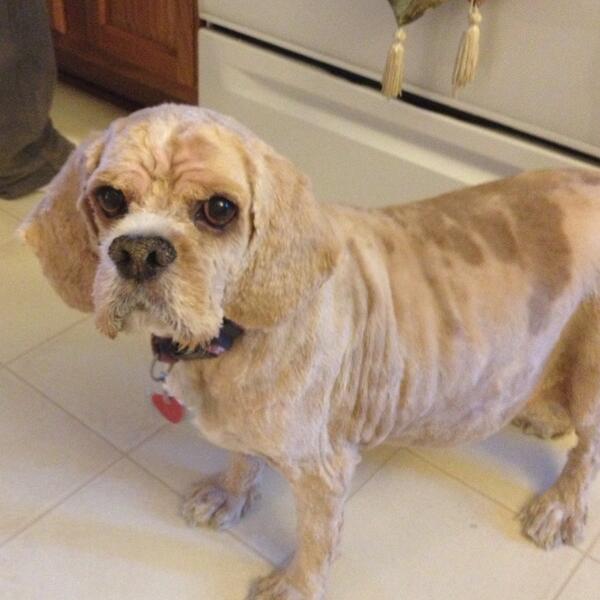 kellylindsayy's tweet image. “@GrumpyAssCat: Have a problem with my attitude? Get a dog.” #stillgrumpy