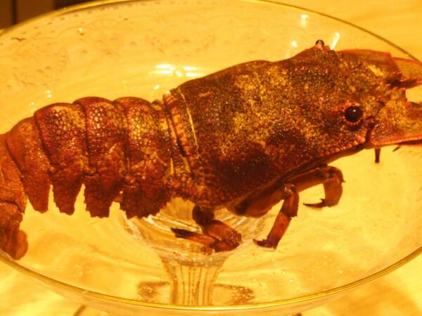 沖縄 セミエビ Semiebi Nangoku Twitter