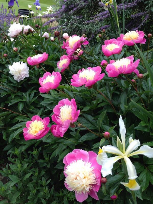 OuterspaceGc's tweet image. #peonie&quot;bowl beauty&quot;