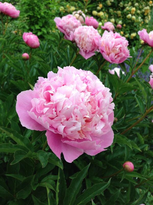 OuterspaceGc's tweet image. I know I&apos;ve tweeted it before, definitely worth an RT