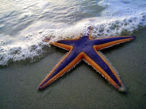 CityHi_'s tweet photo. #Astropecten #articulatus http://t.co/YI5W6BrO9k