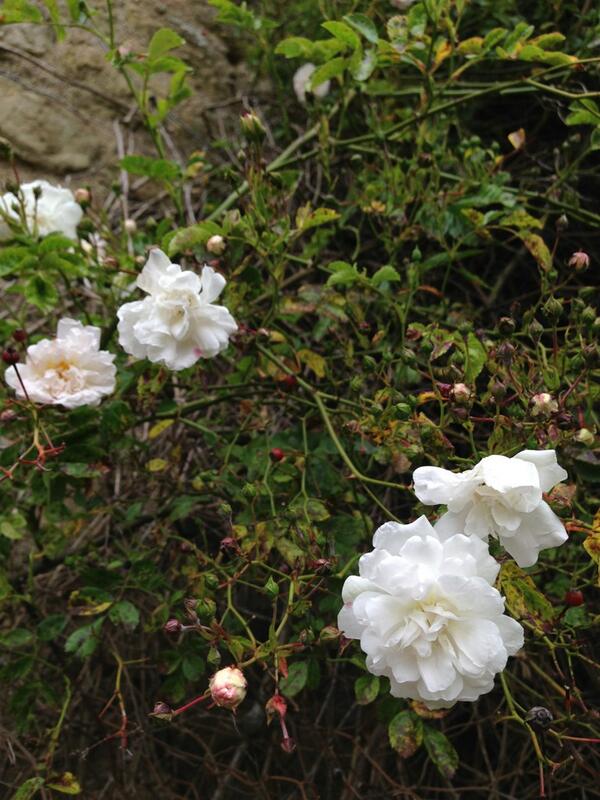 OuterspaceGc's tweet image. Three nymphs #greekmythology

3. &quot;Thalia&quot;

These Rose were bred in 1907!!