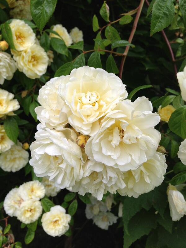 OuterspaceGc's tweet image. Three nymphs #greekmythology

1. &quot;Aglia&quot;